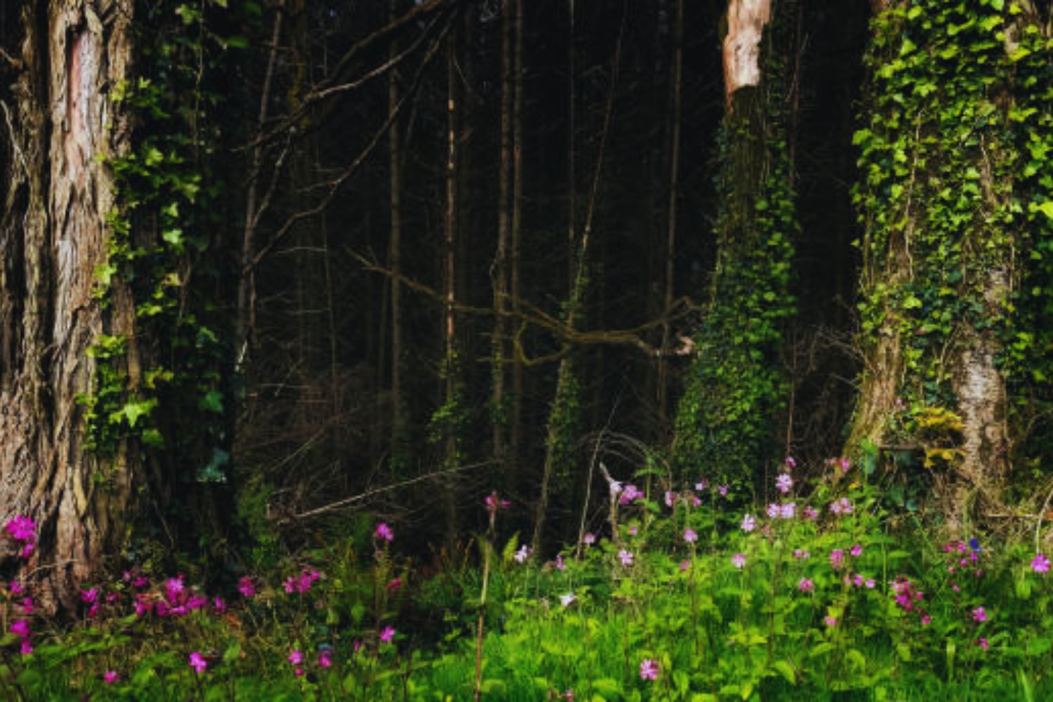Warum du Gundermann im April nicht jäten solltest – ein unterschätzter Schatz im Garten