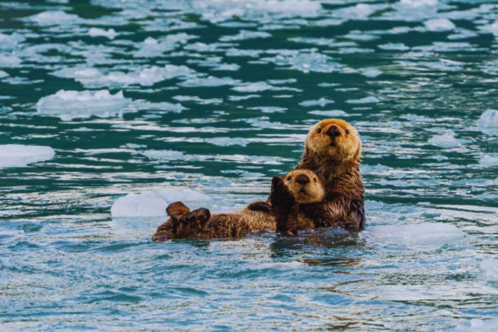 Fischotter feiern Comeback in Berlin – neues Projekt soll Rückkehr sichern