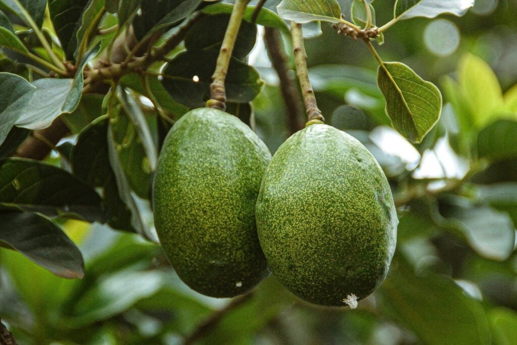 Etwas sehr Alltägliches, das aber nur wenige kennen: Weißt du, wie der Avocadobaum heißt?