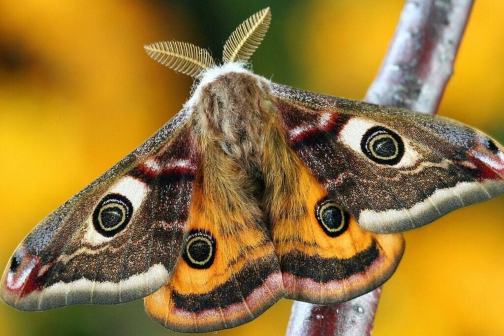 Die Insekten verschwinden – und die Welt schaut weg
