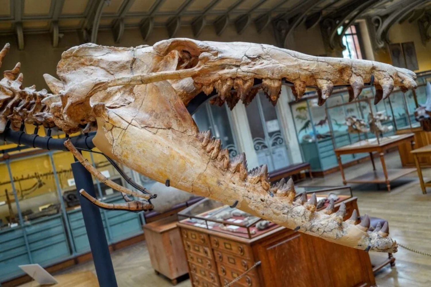 Die Herrscher des Himmels, die gelernt haben zu laufen: Die Entdeckung, die die Geschichte vor 160 Millionen Jahren neu schreibt