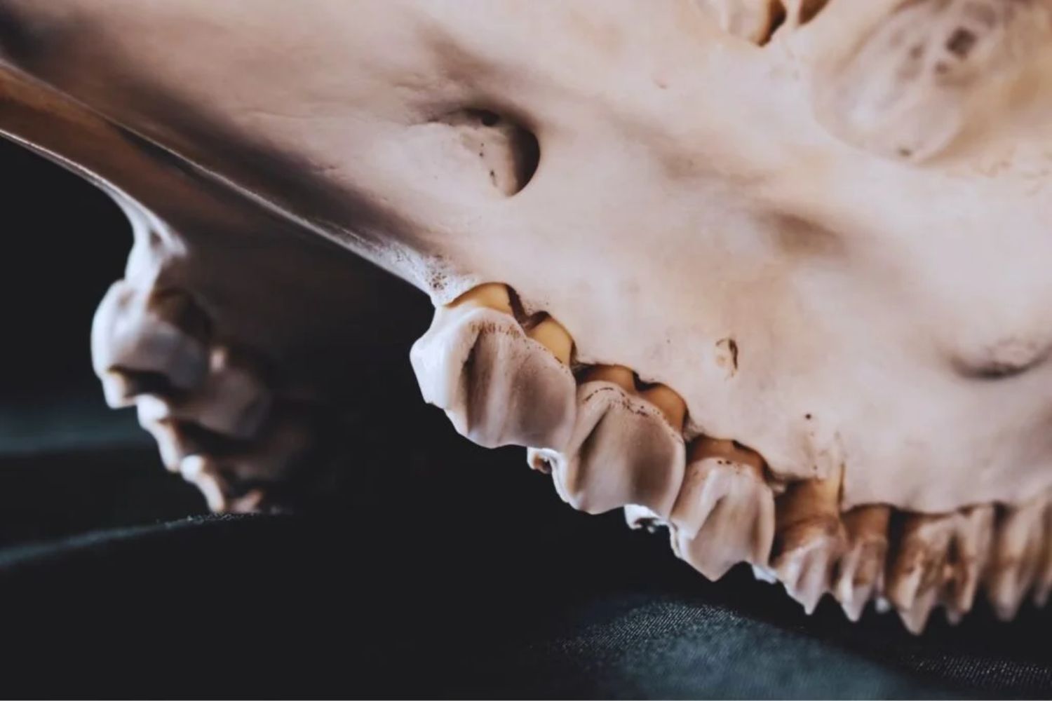 Das verborgene Geheimnis hinter Zahnschmerzen: Eine Spur aus der Zeit vor 500 Millionen Jahren