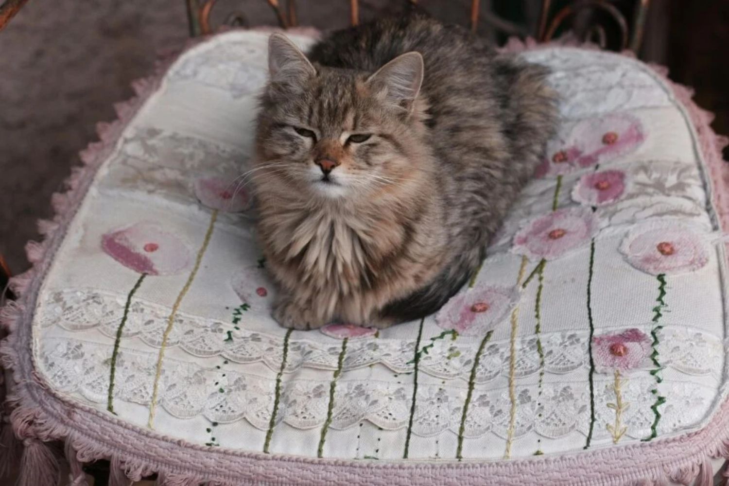 Das Rätsel der Katzen: Warum sie laut Wissenschaft länger leben als Hunde