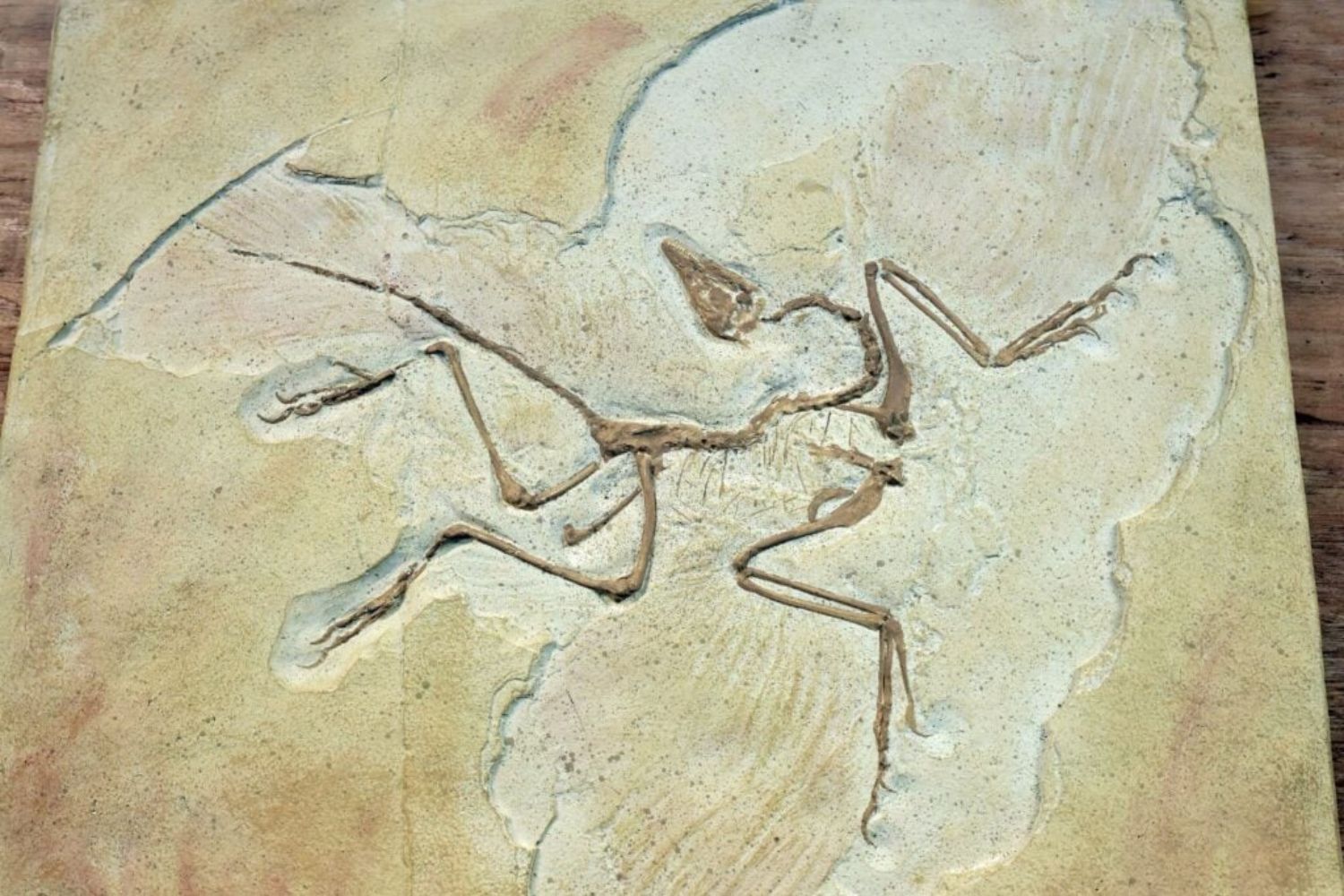 Die Herrscher des Himmels, die gelernt haben zu laufen: Die Entdeckung, die die Geschichte vor 160 Millionen Jahren neu schreibt
