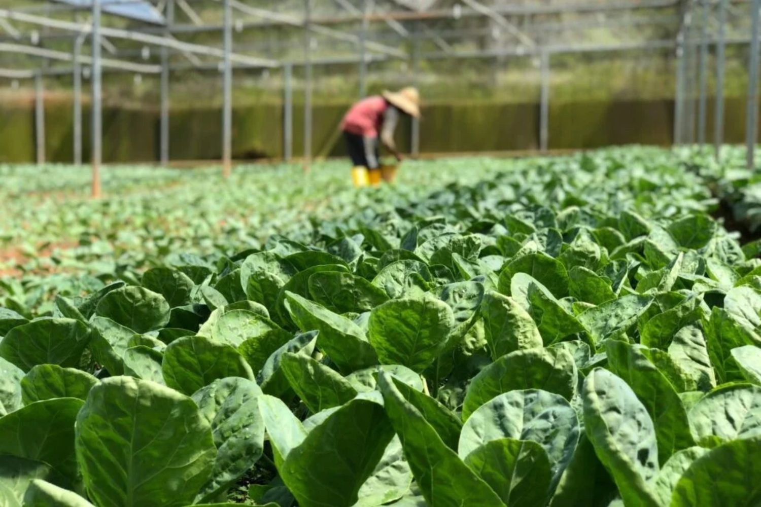 Der unerwartete Weg, wie Mikroplastik in deinen Salat gelangt