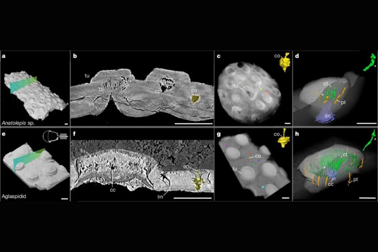 Das verborgene Geheimnis hinter Zahnschmerzen: Eine Spur aus der Zeit vor 500 Millionen Jahren