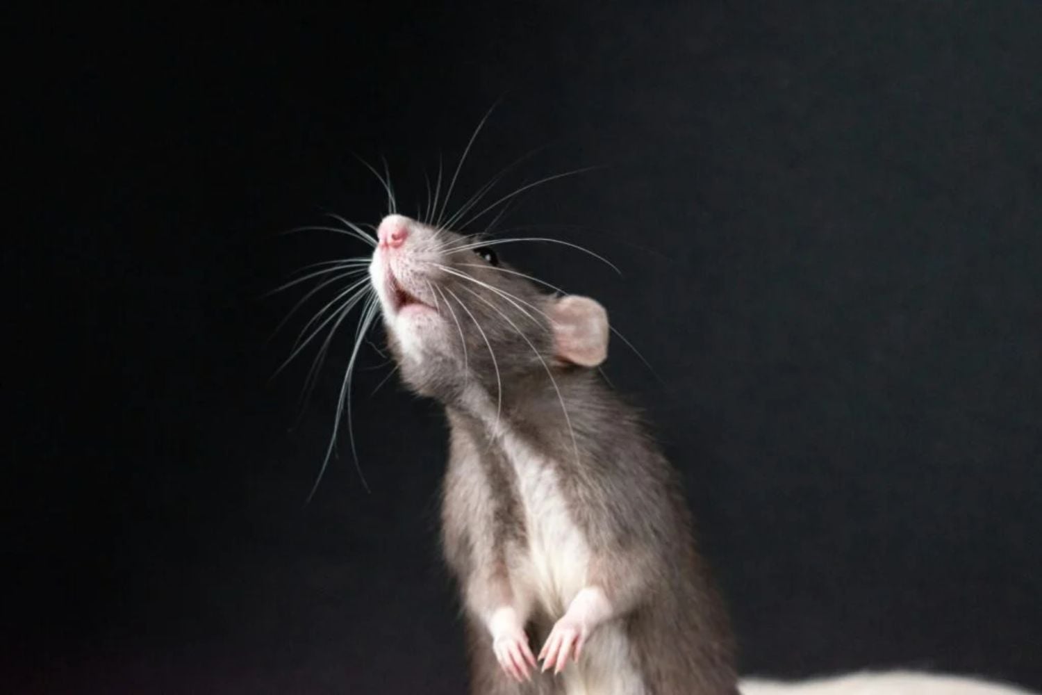 Was die Schnurrhaare hören: Die geheimnisvolle Sinneswelt der Mäuse