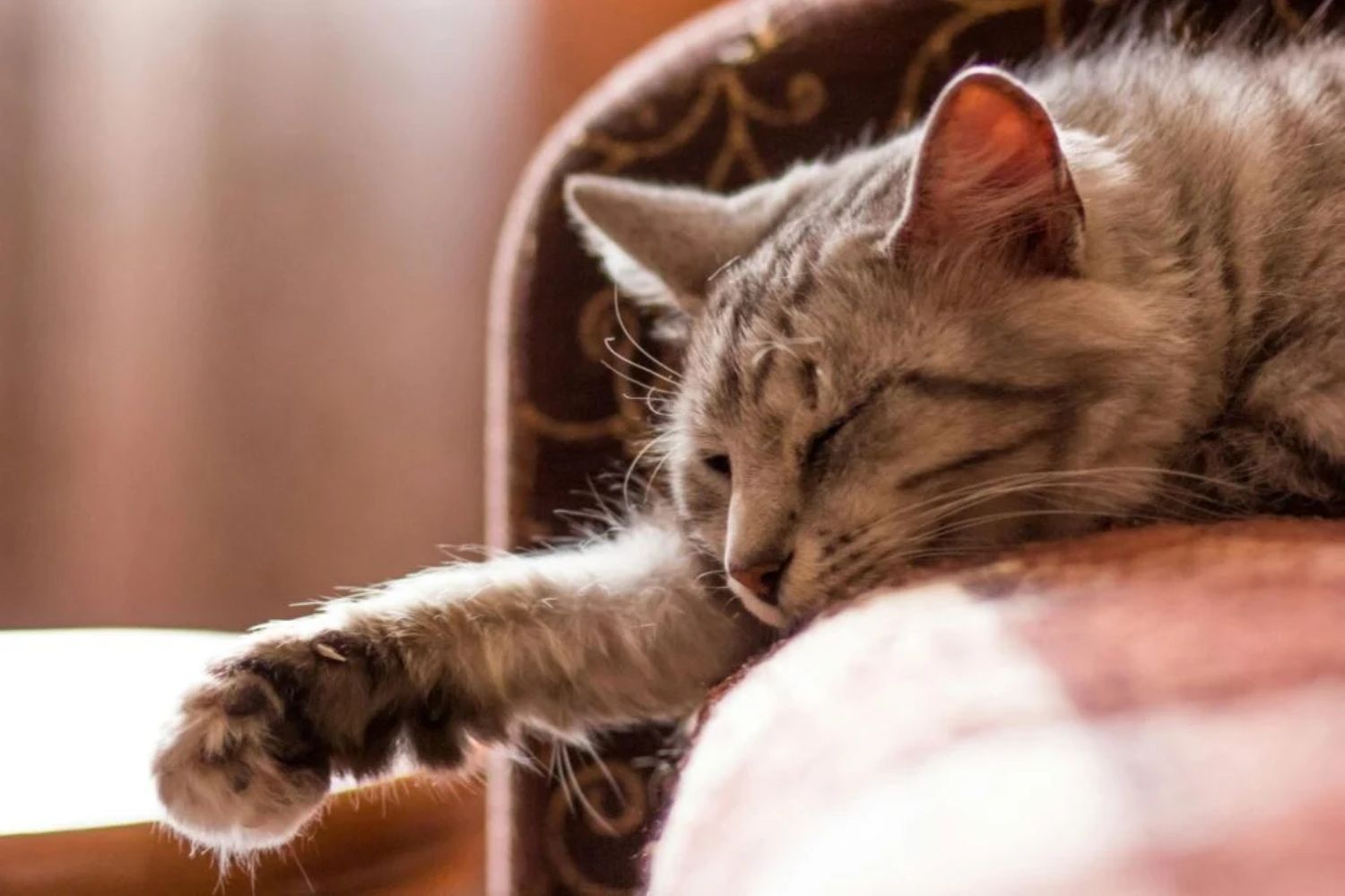 Das Rätsel der Katzen: Warum sie laut Wissenschaft länger leben als Hunde