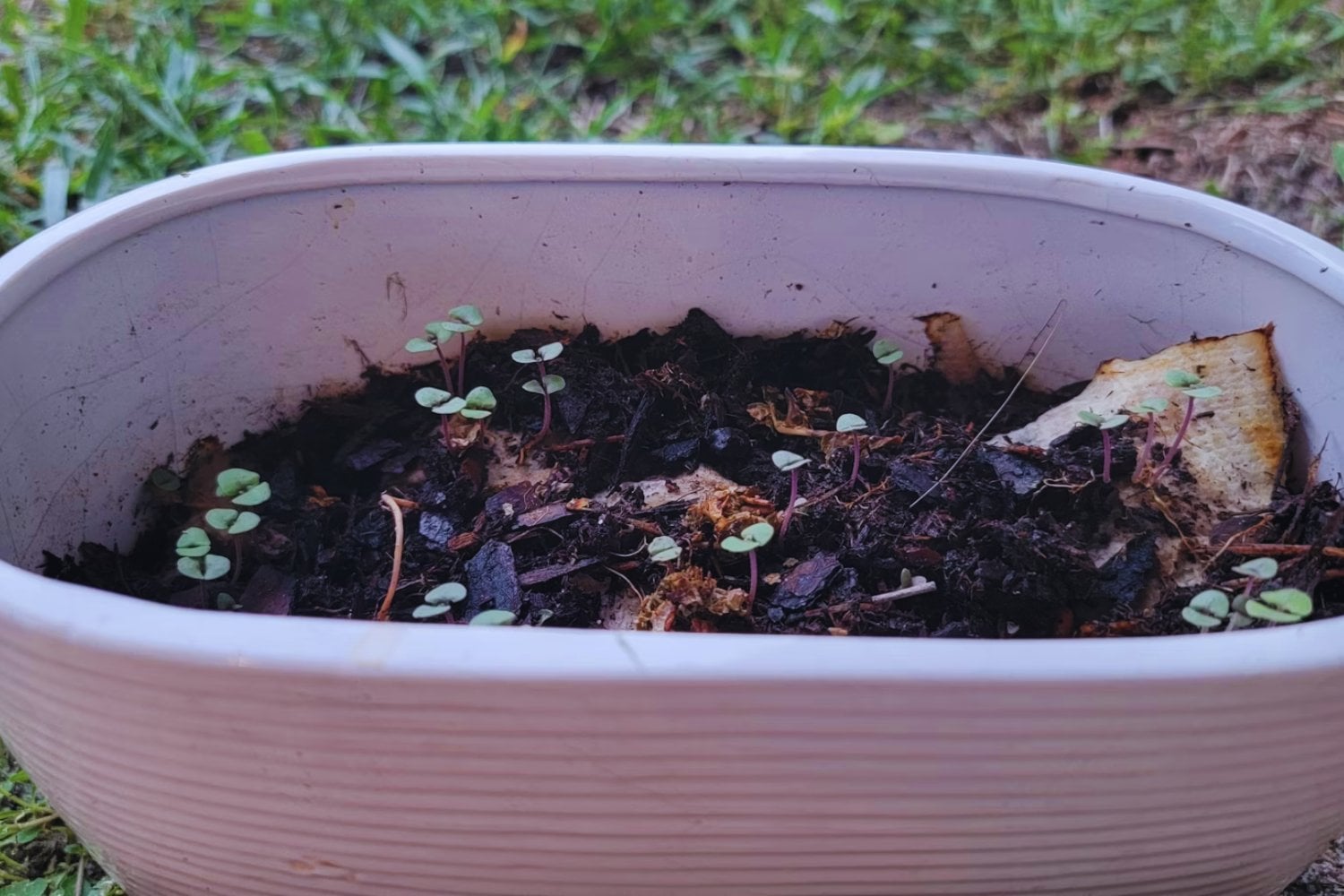 Warum plötzlich alles schimmelt – und was Sie jetzt unbedingt tun sollten