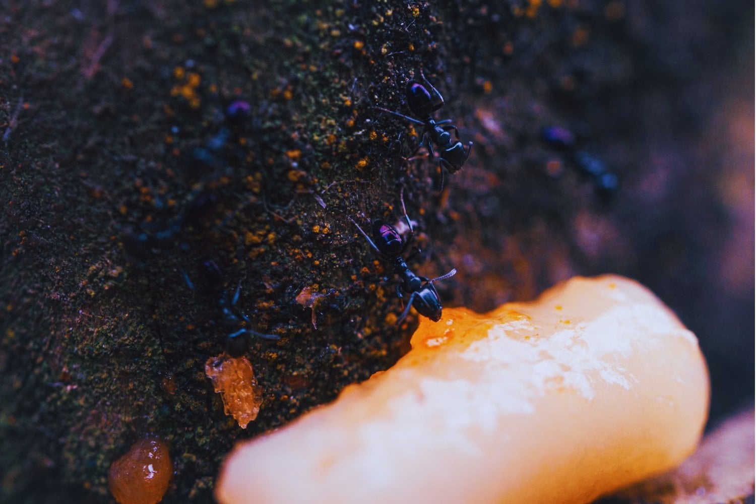 Warum plötzlich alles schimmelt – und was Sie jetzt unbedingt tun sollten