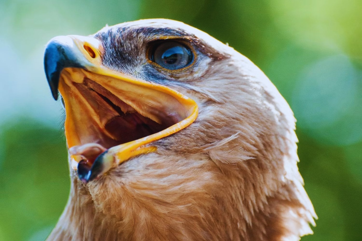 Habicht oder Milan? So erkennen Sie Deutschlands häufigste Greifvögel auf einen Blick