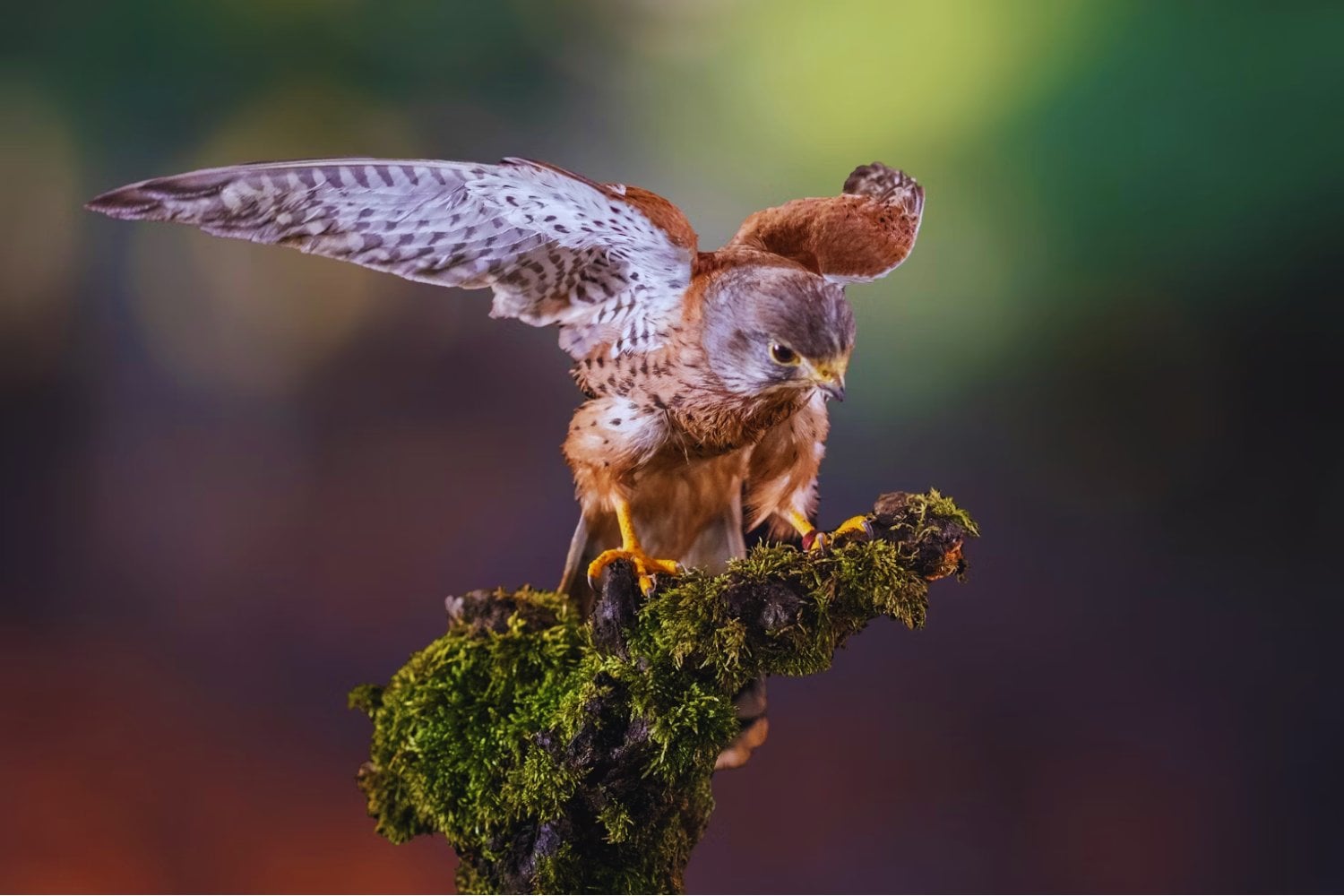 Habicht oder Milan? So erkennen Sie Deutschlands häufigste Greifvögel auf einen Blick