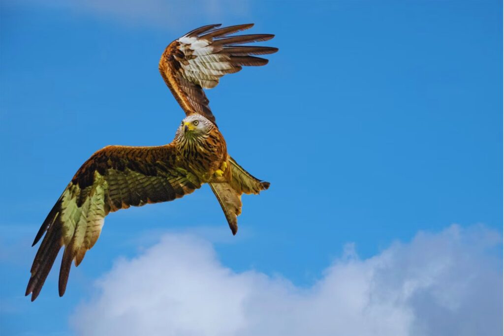 Habicht oder Milan? So erkennen Sie Deutschlands häufigste Greifvögel auf einen Blick