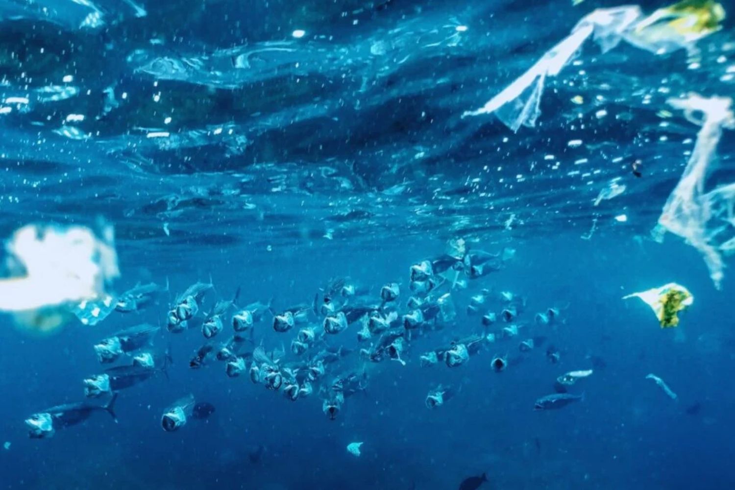 Was der Ozean verbirgt: Mikroplastik sogar in der tiefsten Meeresgrube der Welt gefunden