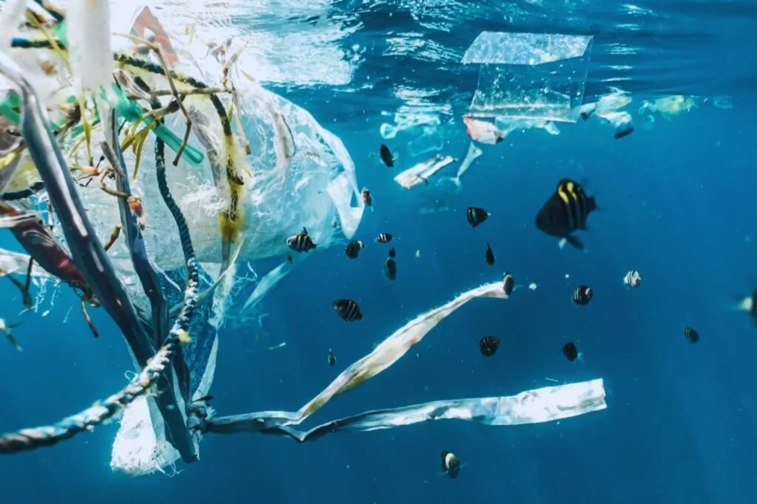 Was der Ozean verbirgt: Mikroplastik sogar in der tiefsten Meeresgrube der Welt gefunden
