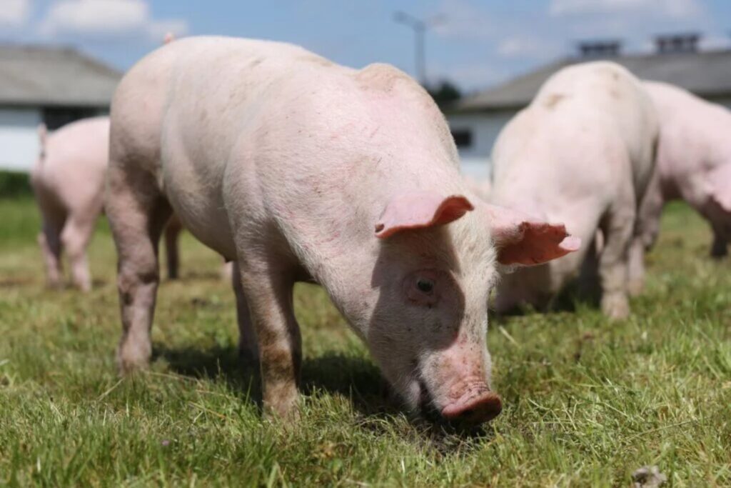 Die FDA genehmigt erstmals CRISPR-bearbeitete Schweine für den Verzehr
