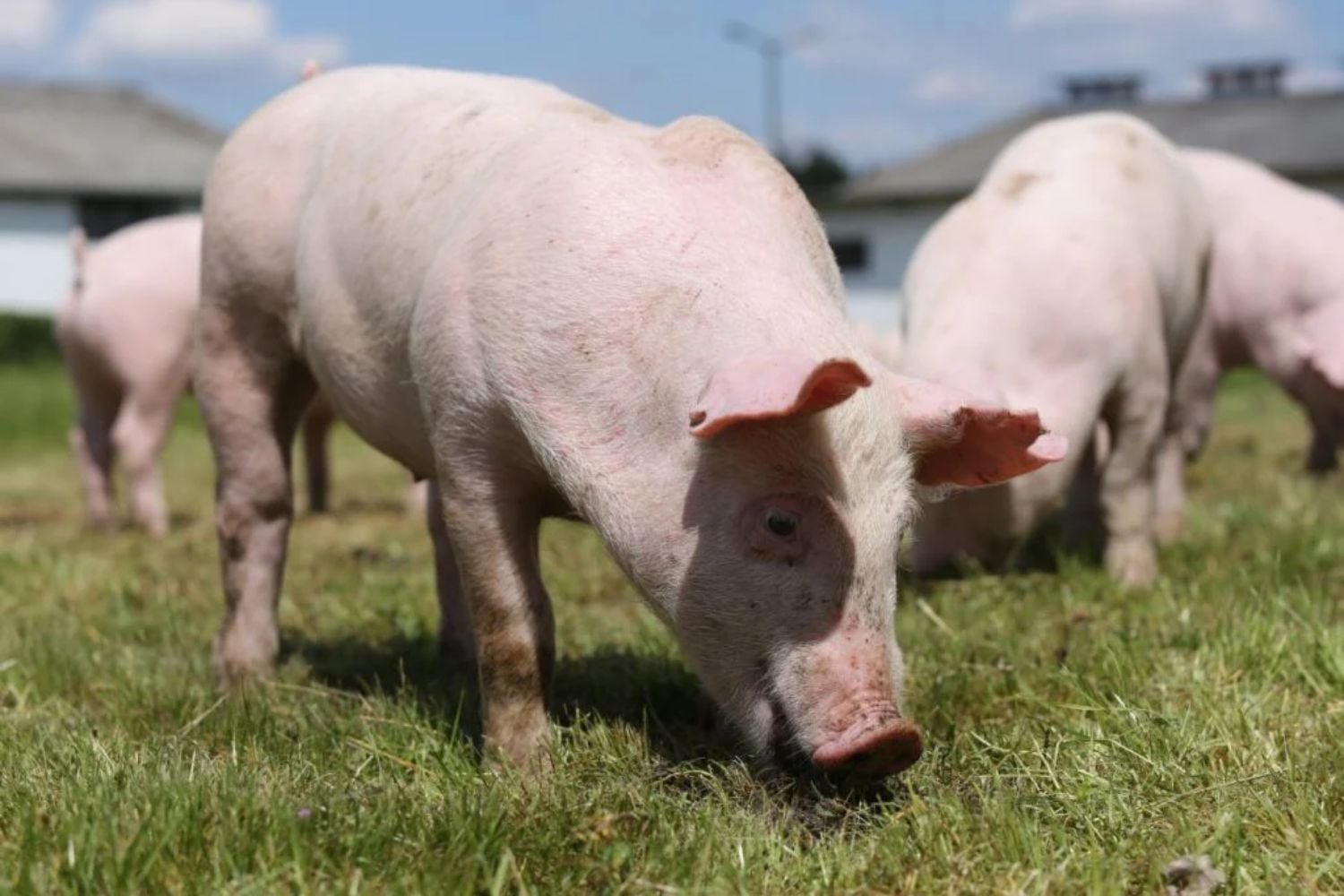 Die US-Arzneimittelbehörde (FDA) hat die Genbearbeitung von PIC bei Schweinen, die für den menschlichen Verzehr gezüchtet werden, als sicher und wirksam eingestuft.