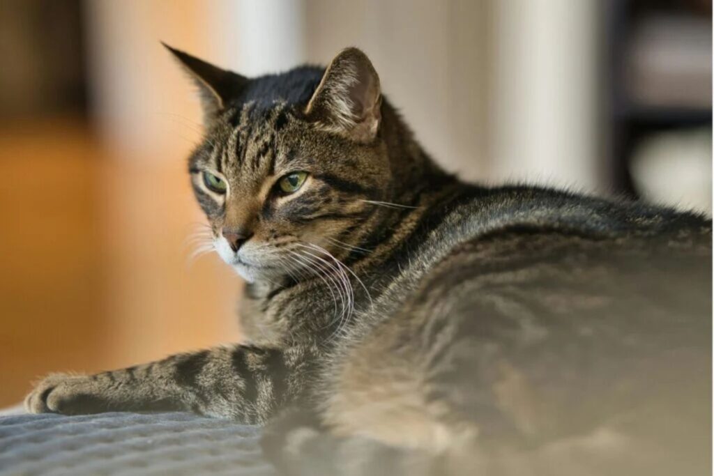 Das Detail, das viele Halter übersehen – und das den Beginn des Katzenalterns markiert