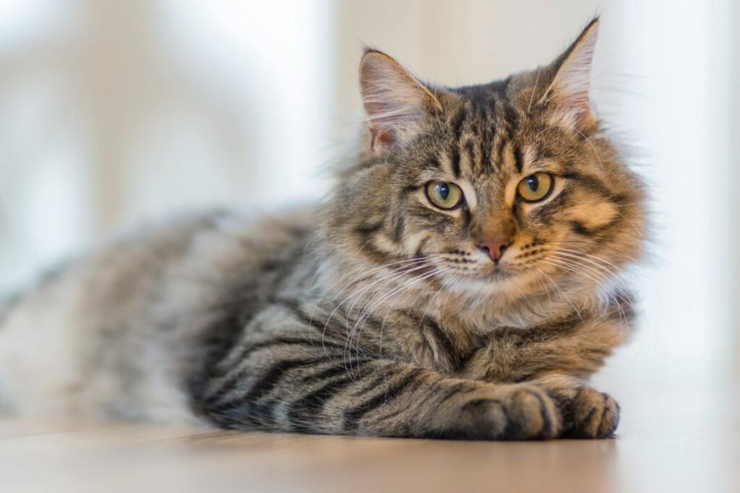 Was für eine unsichtbare Gefahr könnte Ihre Katze mit Ihnen teilen?