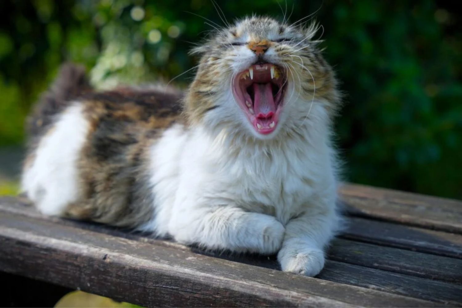 Das Detail, das viele Halter übersehen – und das den Beginn des Katzenalterns markiert
