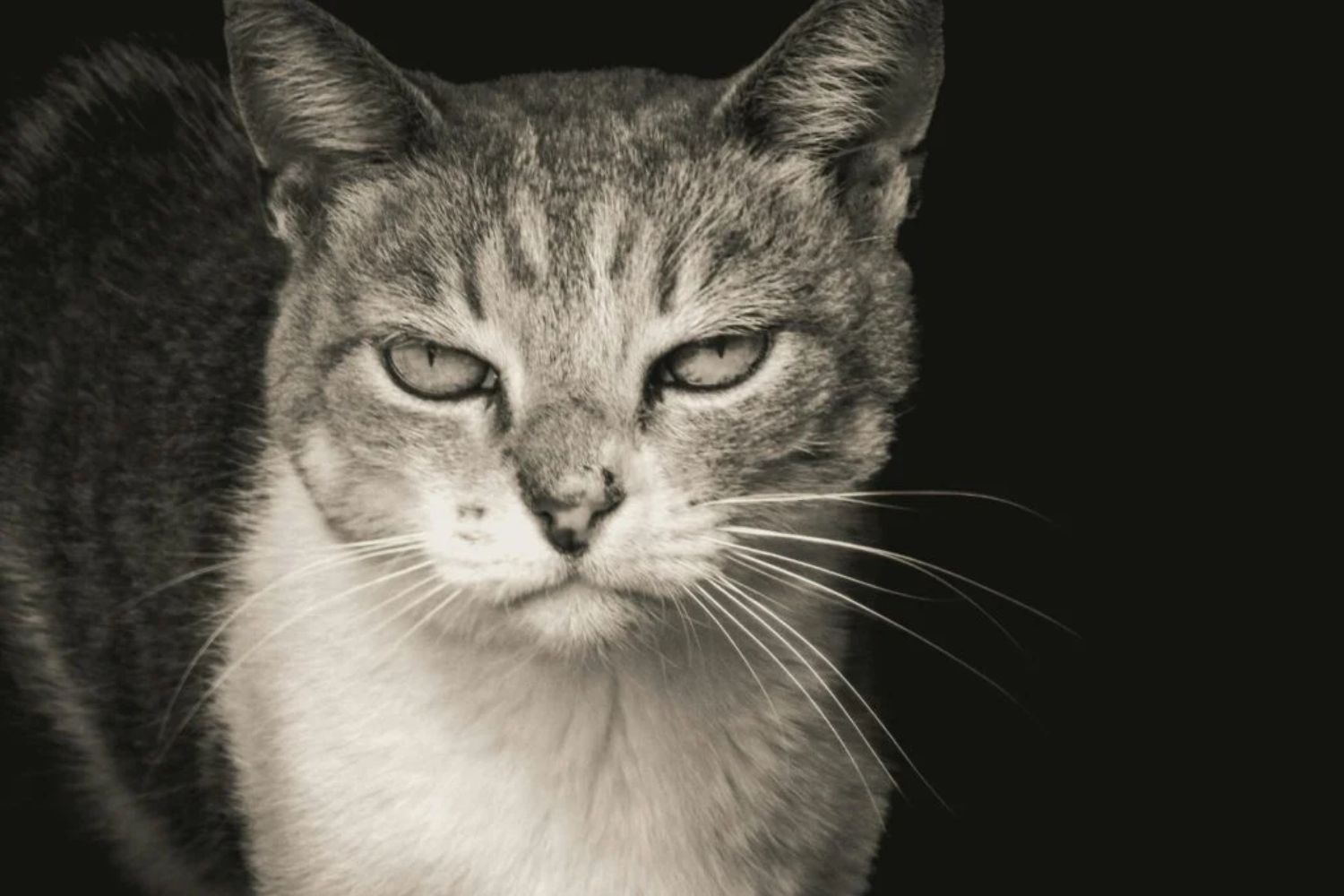 Das Detail, das viele Halter übersehen – und das den Beginn des Katzenalterns markiert