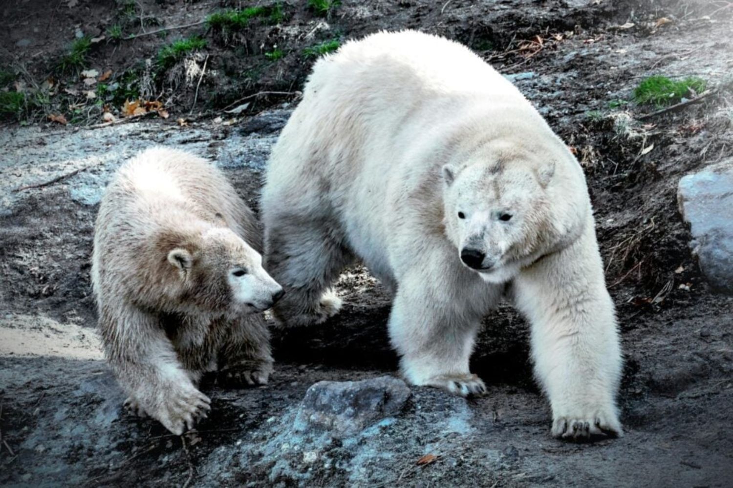 Der alarmierende Rückgang der Eisbären: Was ihr extremer Gewichtsverlust über die Zukunft der Arktis verrät