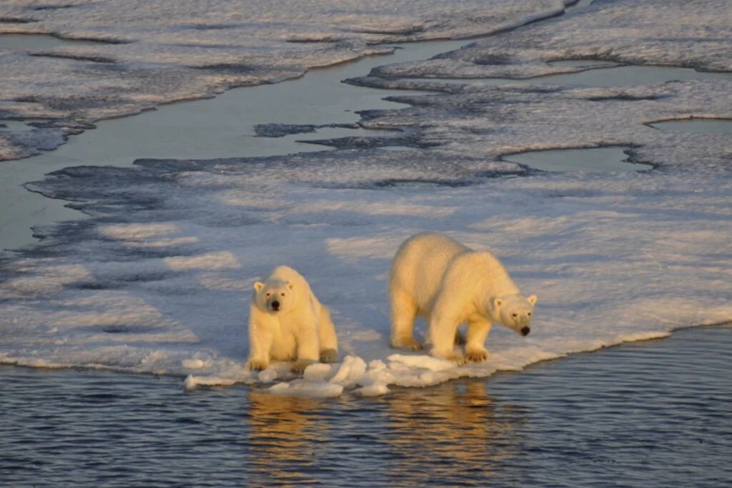 Der alarmierende Rückgang der Eisbären: Was ihr extremer Gewichtsverlust über die Zukunft der Arktis verrät
