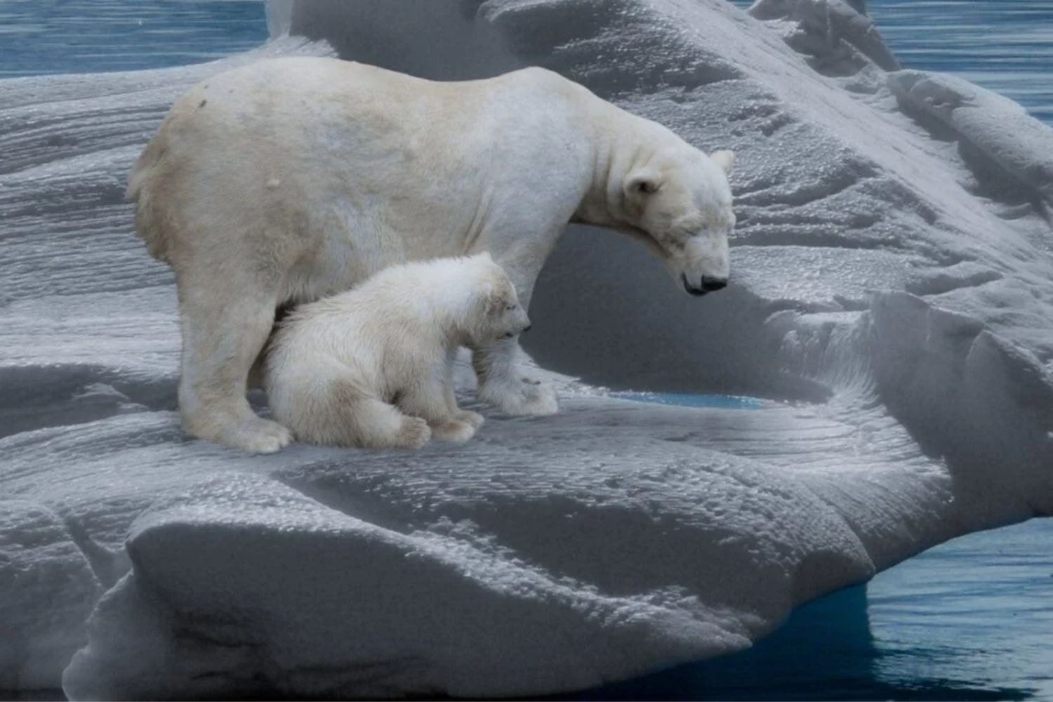 Der alarmierende Rückgang der Eisbären: Was ihr extremer Gewichtsverlust über die Zukunft der Arktis verrät