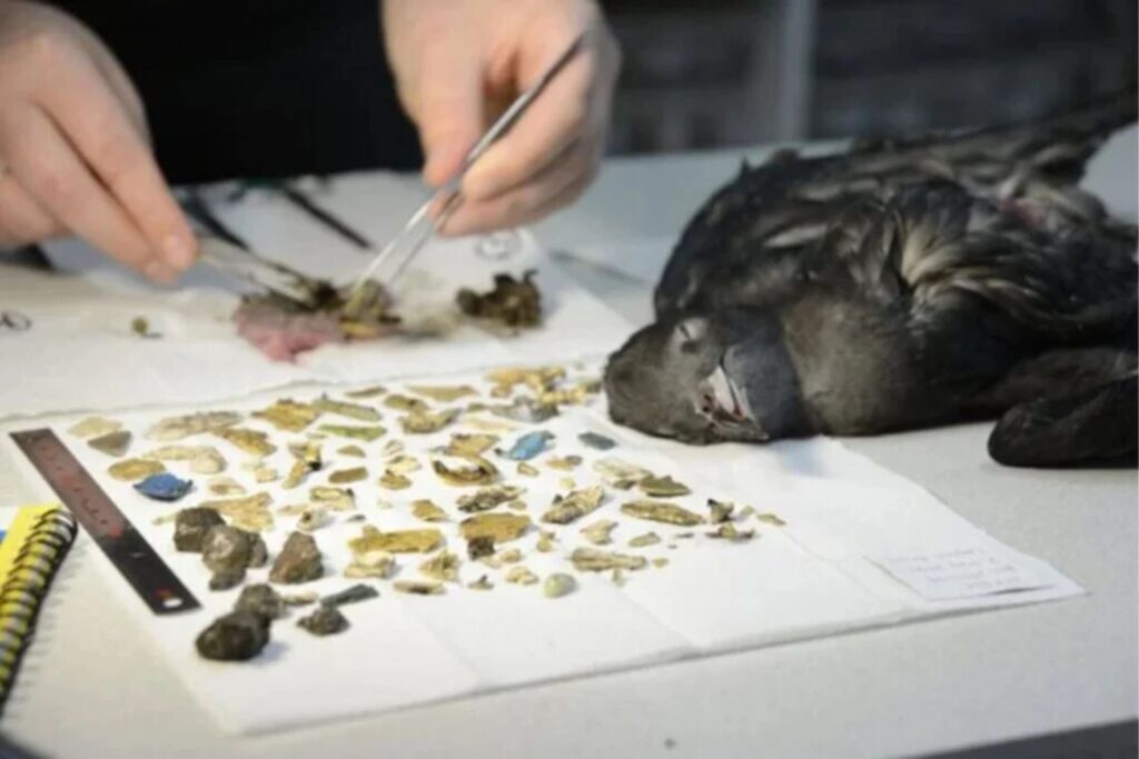 Pajaros