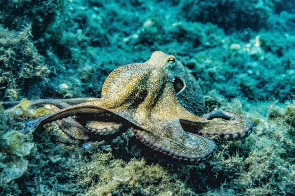 Das Meeresgenie, das alle Regeln des Tierreichs sprengt