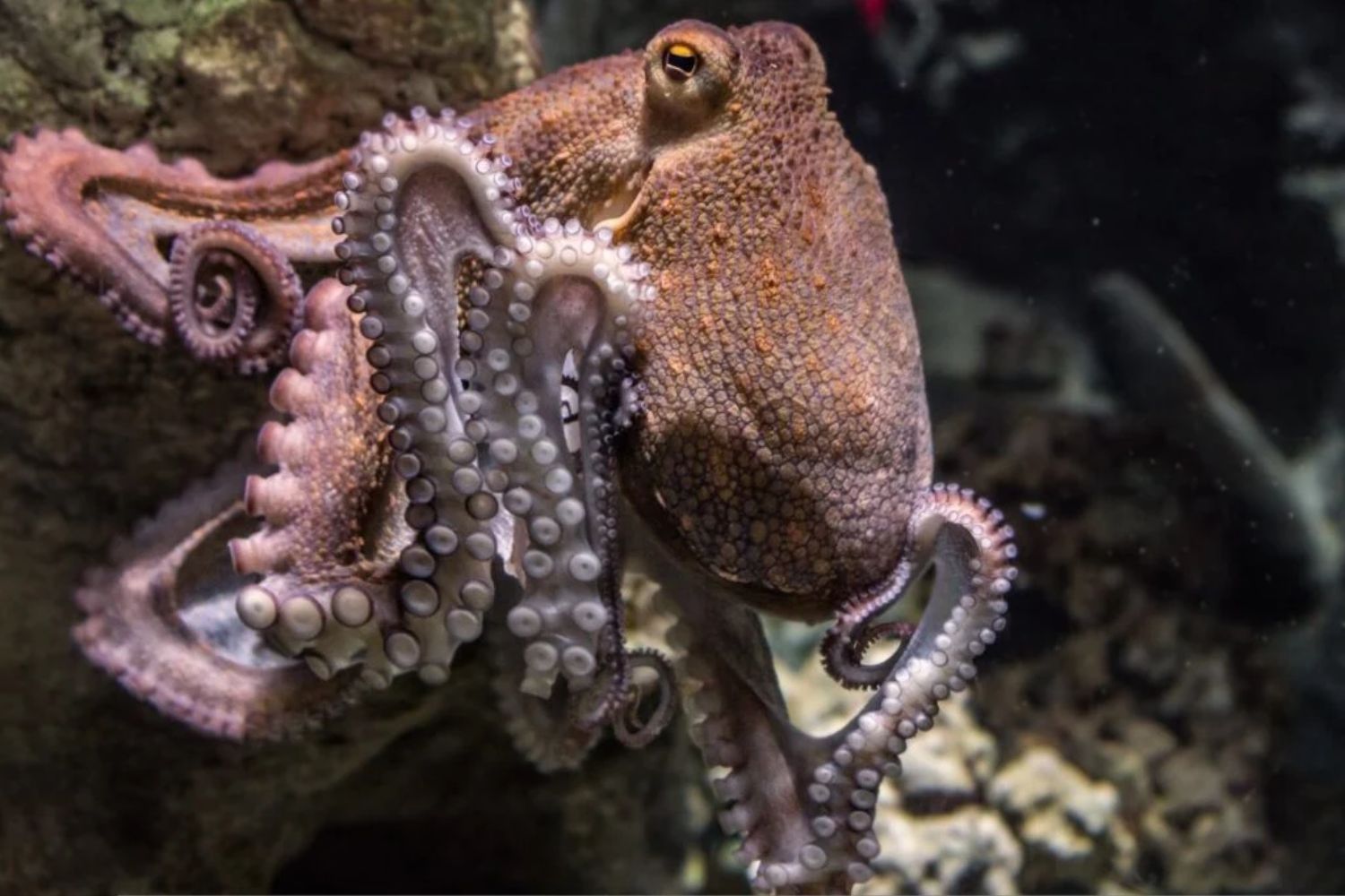 Das Meeresgenie, das alle Regeln des Tierreichs sprengt